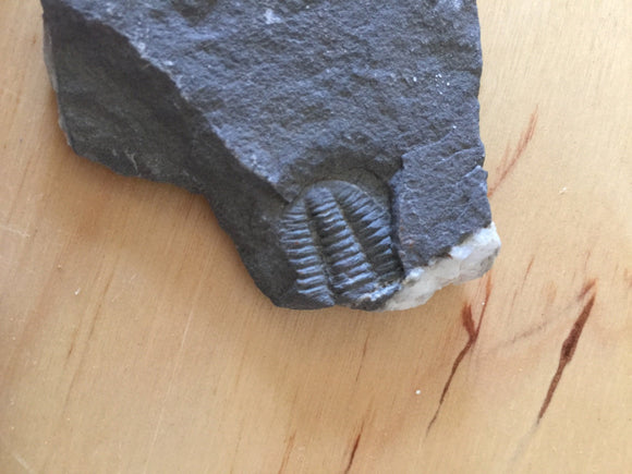 USA Cambrian Trilobite fossil in Matrix Small  No. 018