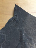 USA Cambrian Trilobite fossil in Matrix Small  No. 006