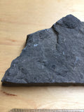 USA Cambrian Trilobite fossil in Matrix Small  No. 009