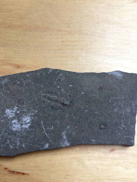 USA Cambrian Trilobite fossil in Matrix Small  No. 002