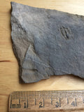USA Cambrian Trilobite fossil in Matrix Small  No. 004