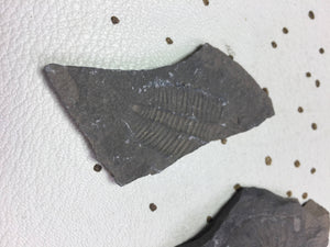 USA Cambrian Trilobite fossil lot in Matrix Small  No. 012
