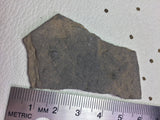 USA Cambrian Trilobite fossil lot in Matrix Small  No. 013