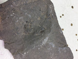 USA Cambrian Trilobite fossil lot in Matrix Small  No. 011