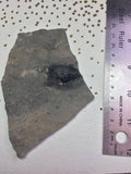 USA Cambrian Trilobite fossil lot in Matrix Small  No. 010