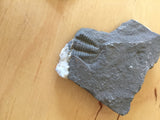 USA Cambrian Trilobite fossil in Matrix Small  No. 018