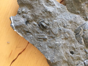USA Cambrian Trilobite fossil in Matrix Small  No. 017