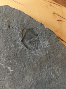 USA Cambrian Trilobite fossil in Matrix Large  No. 002