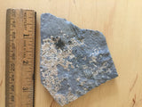 USA Cambrian Trilobite fossil lot in Matrix Small  No. 016