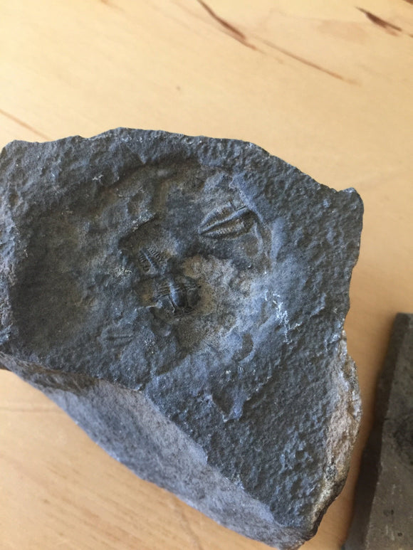 USA Cambrian Trilobite fossil lot in Matrix Small  No. 019