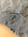 USA Cambrian Trilobite fossil in Matrix Large  No. 003