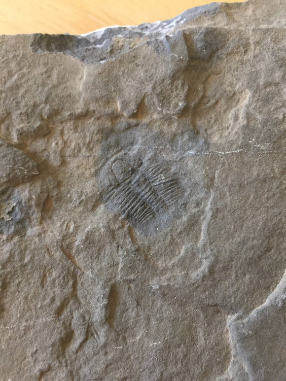 USA Cambrian Trilobite fossil in Matrix Large  No. 003