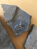 USA Cambrian Trilobite fossil lot in Matrix Medium  No. 004