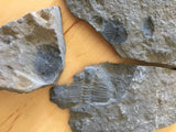 USA Cambrian Trilobite fossil lot in Matrix Medium  No. 002