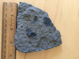 USA Cambrian Trilobite fossil lot in Matrix Medium  No. 002