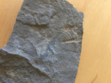 USA Cambrian Trilobite fossil lot in Matrix Small  No. 014