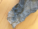 USA Cambrian Trilobite fossil in Matrix Large  No. 001
