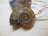 Large Ammonite Earrings